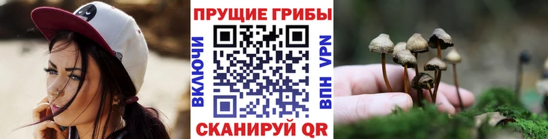 Купить закладки  Дигора  Галлюциногенные грибы GOLDEN TEACHER 